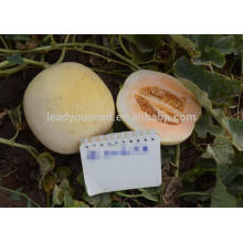 NSM06 Huanqi F1 China sweet melon seeds for agricultural